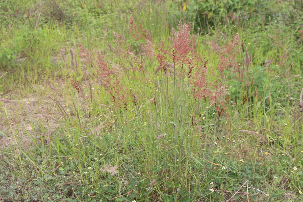 Melinis repens (Willd.) Zizka