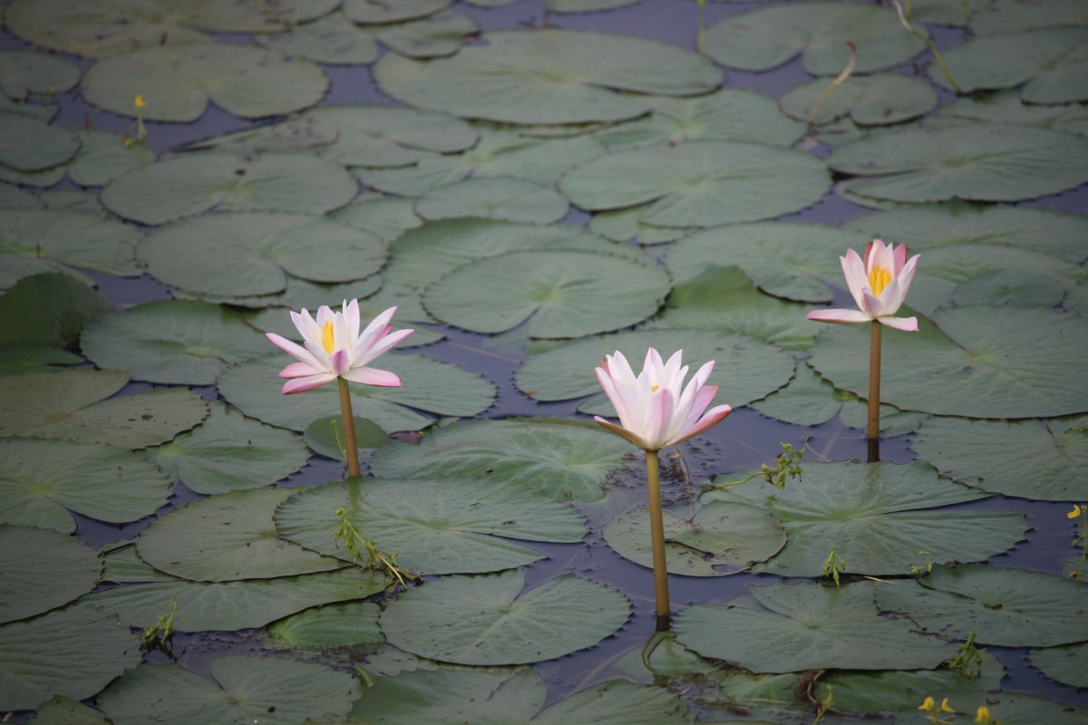 Nymphaea pubescens Willd.