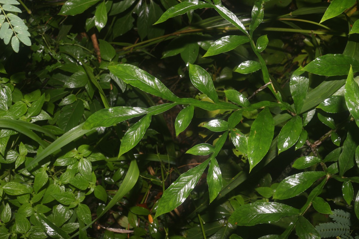 Amorphophallus sylvaticus (Roxb.) Kunth