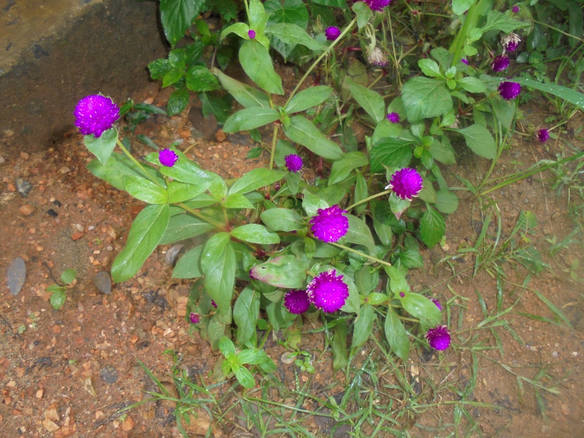 Gomphrena globosa L.