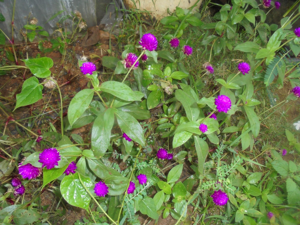 Gomphrena globosa L.