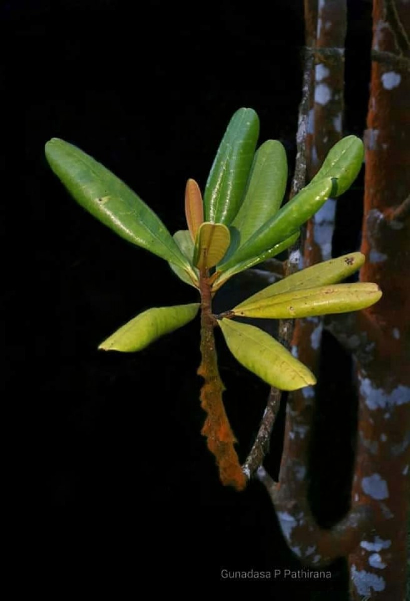 Campnosperma zeylanicum Thwaites