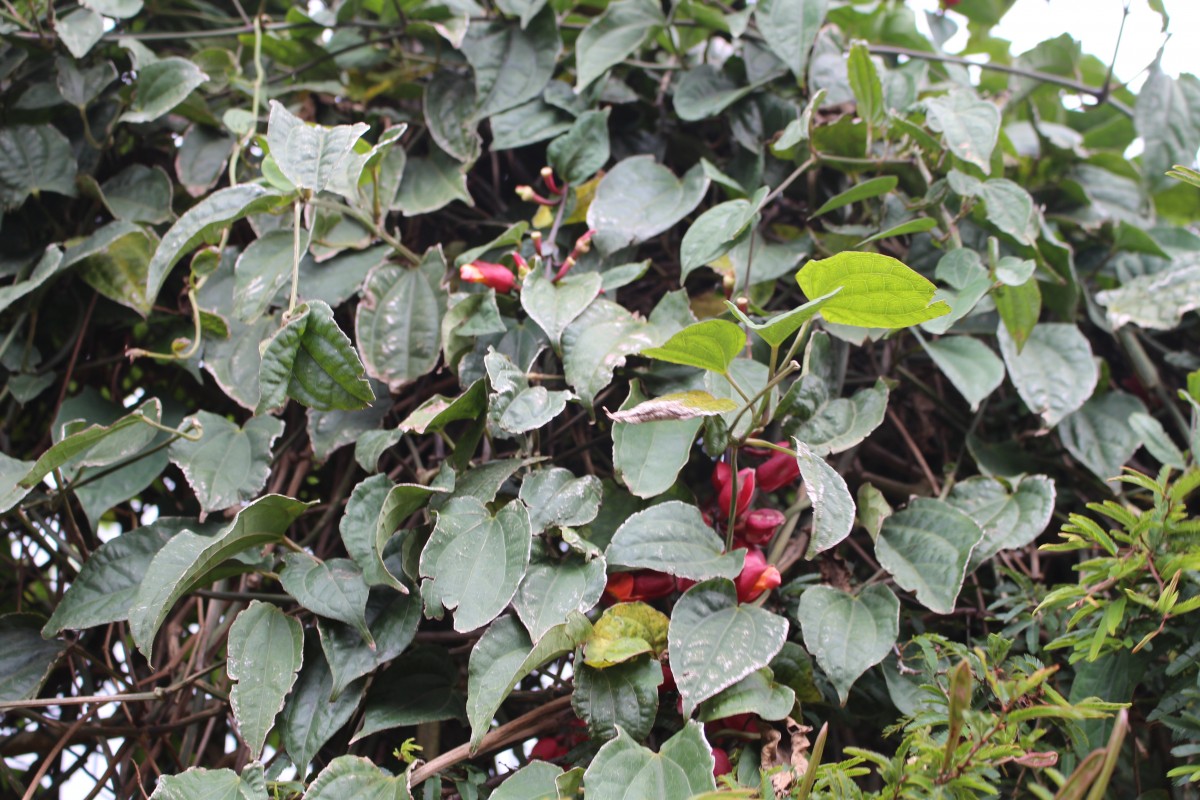 Thunbergia coccinea Wall. ex D.Don