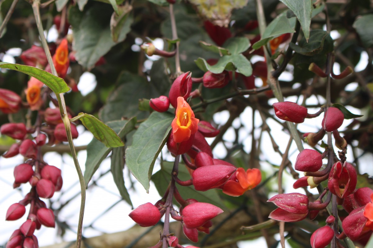 Thunbergia coccinea Wall. ex D.Don