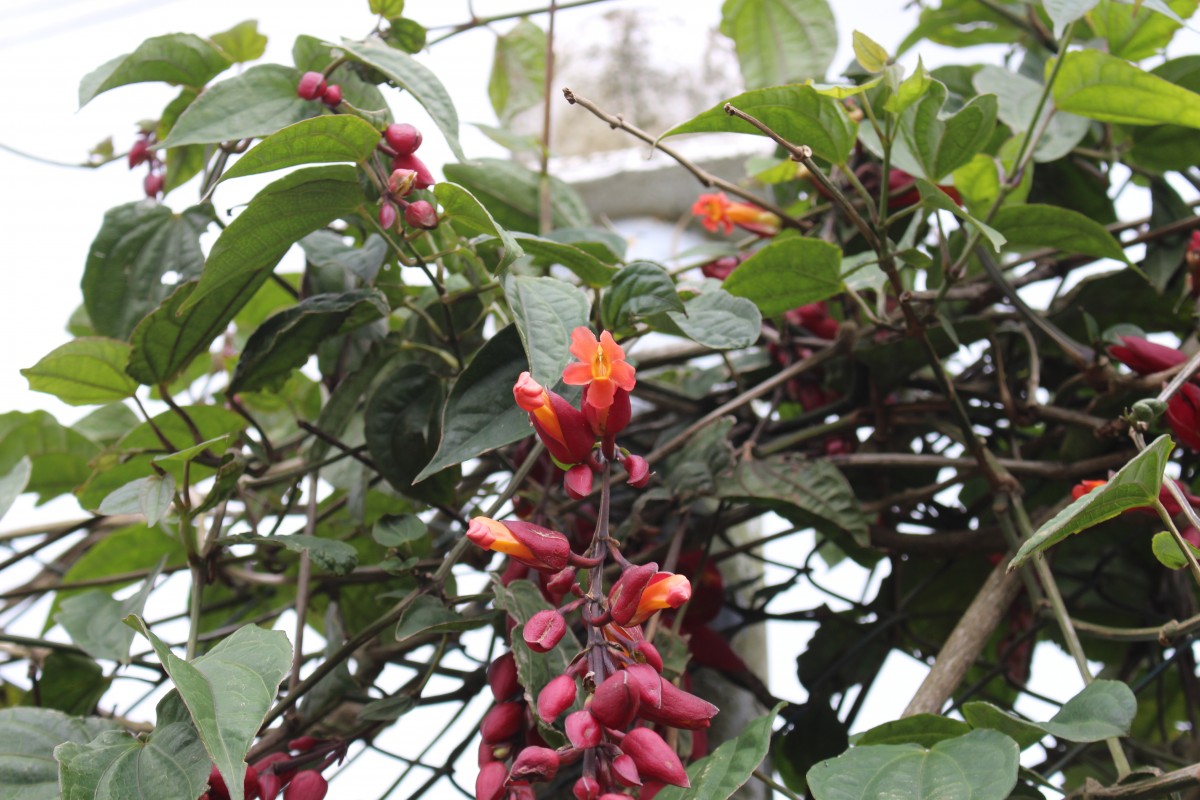 Thunbergia coccinea Wall. ex D.Don