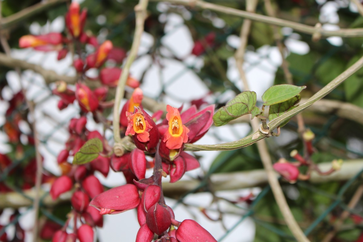 Thunbergia coccinea Wall. ex D.Don