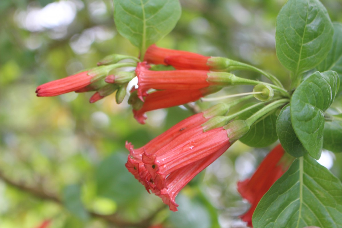 Iochroma fuchsioides (Bonpl.) Miers