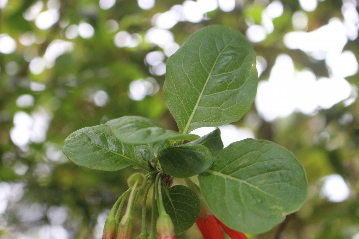 Iochroma fuchsioides (Bonpl.) Miers