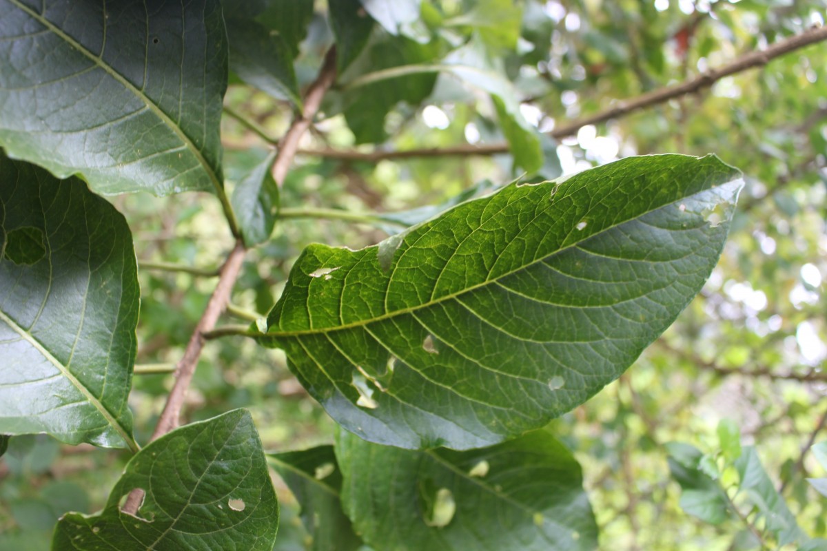 Iochroma fuchsioides (Bonpl.) Miers