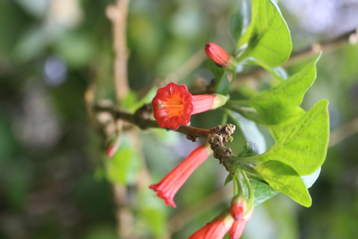 Iochroma fuchsioides (Bonpl.) Miers