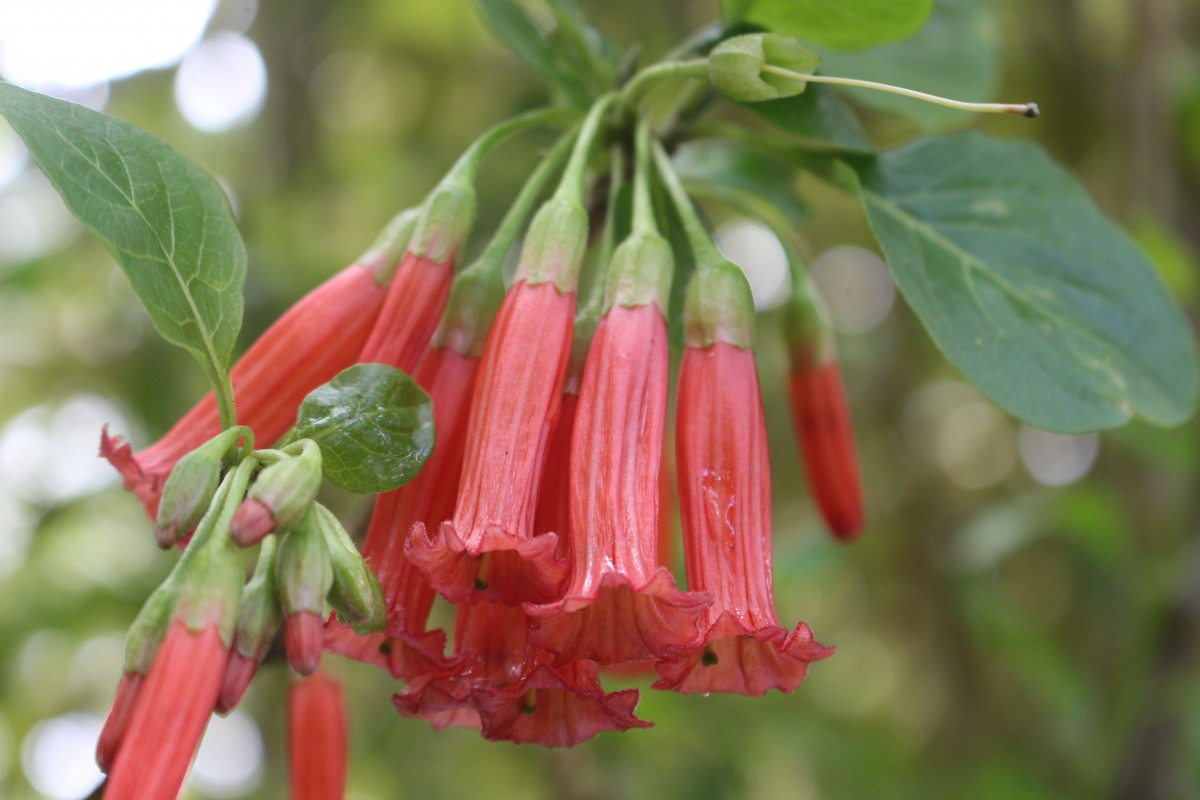 Iochroma fuchsioides (Bonpl.) Miers