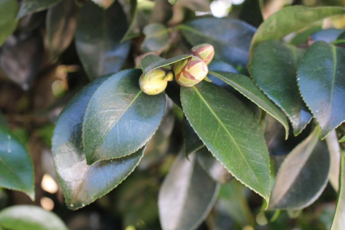 Camellia japonica L.