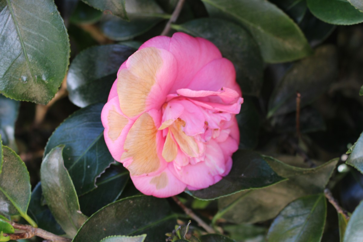 Camellia japonica L.