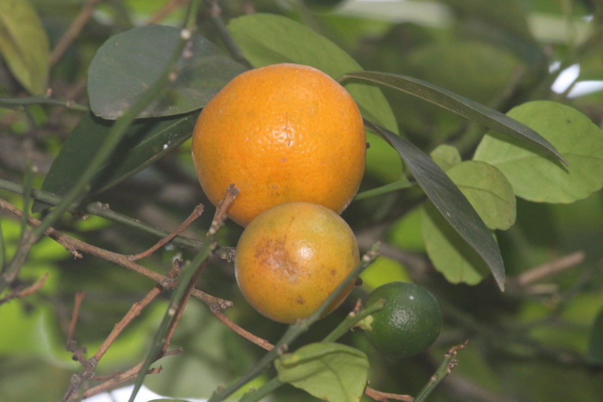 Citrus japonica Thunb.