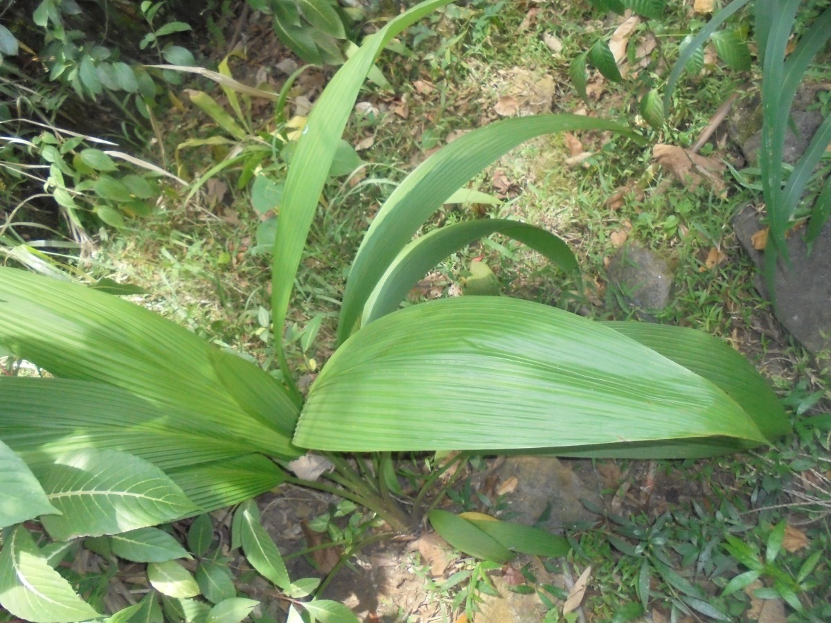 Curculigo trichocarpa (Wight) Bennet & Raizada