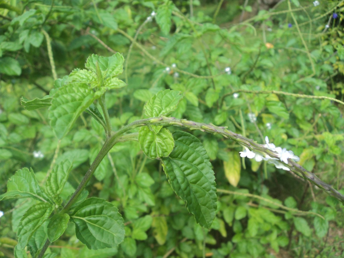 Stachytarpheta cayennensis (Rich.) Vahl