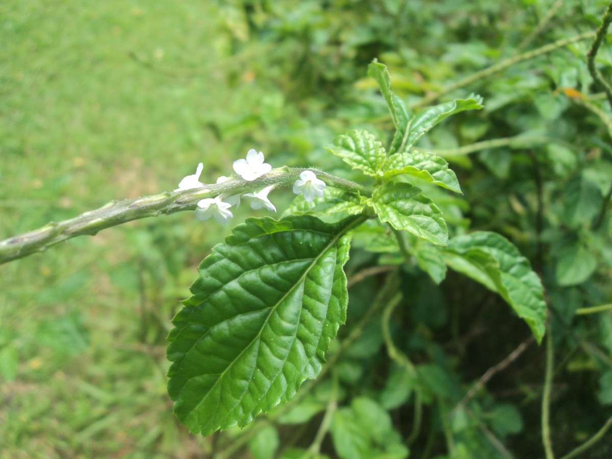 Stachytarpheta cayennensis (Rich.) Vahl