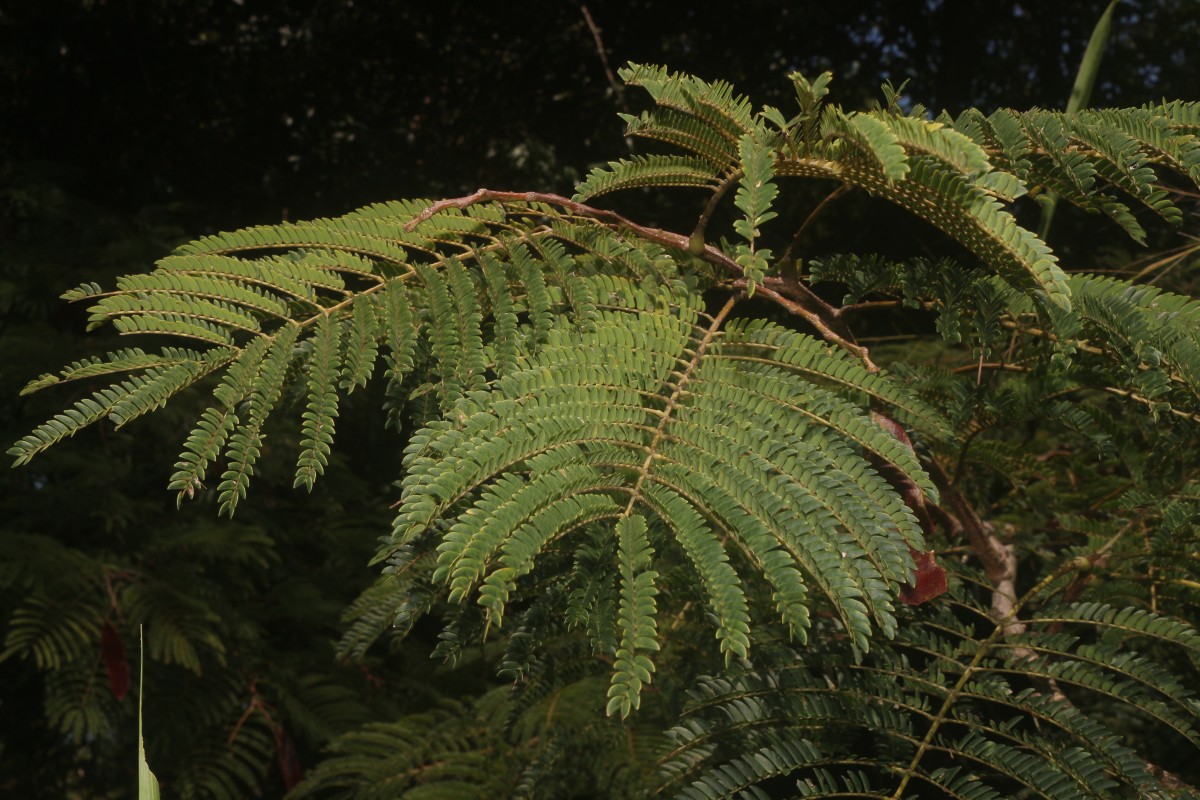 Albizia chinensis (Osbeck) Merr.