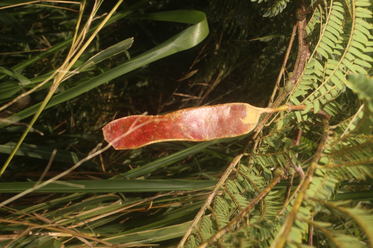 Albizia chinensis (Osbeck) Merr.