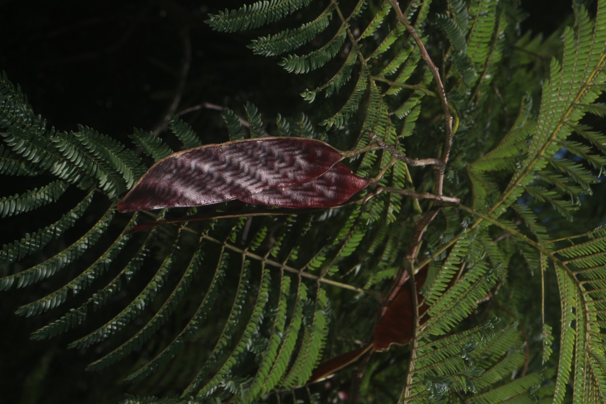 Albizia chinensis (Osbeck) Merr.