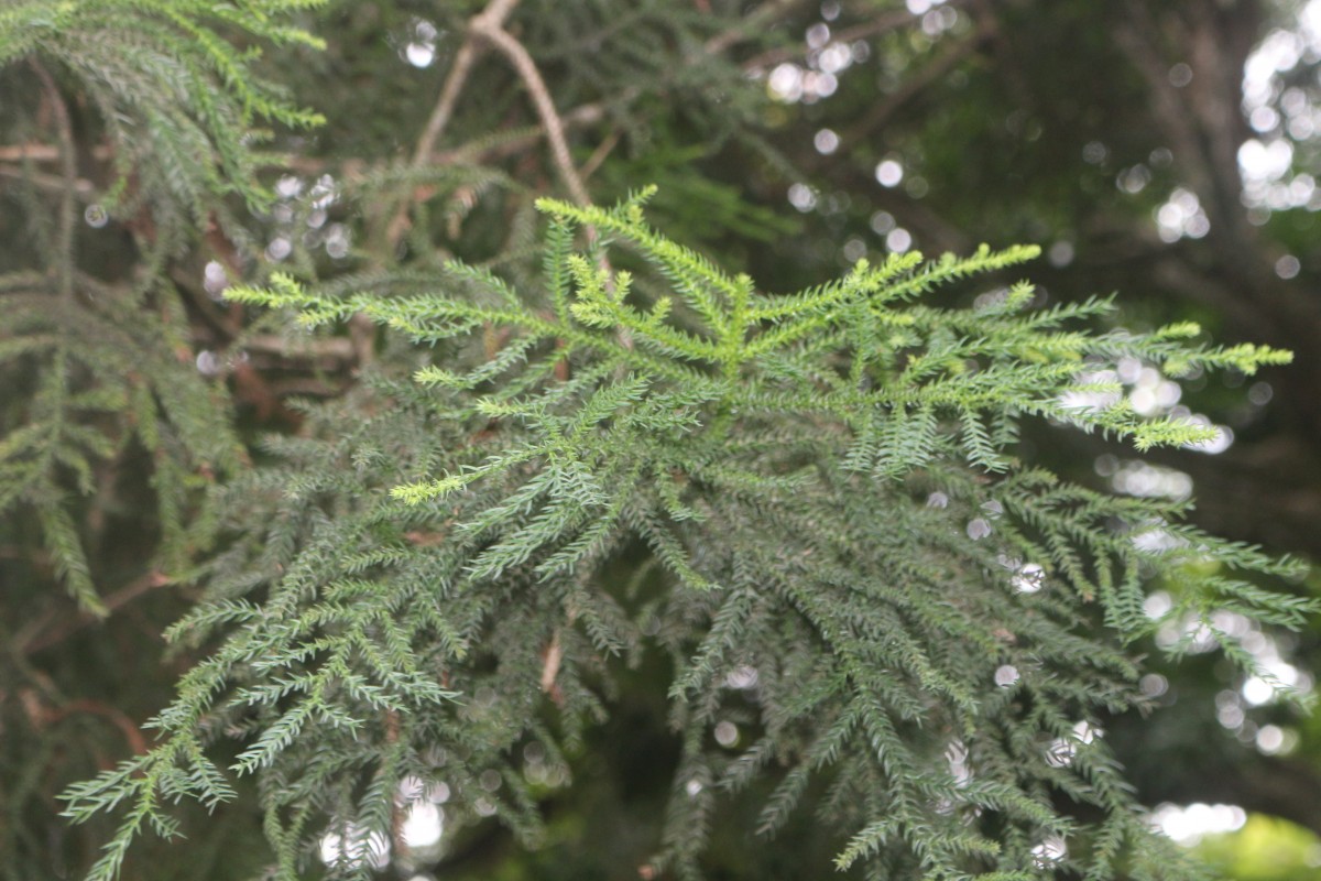 Araucaria cunninghamii Mudie