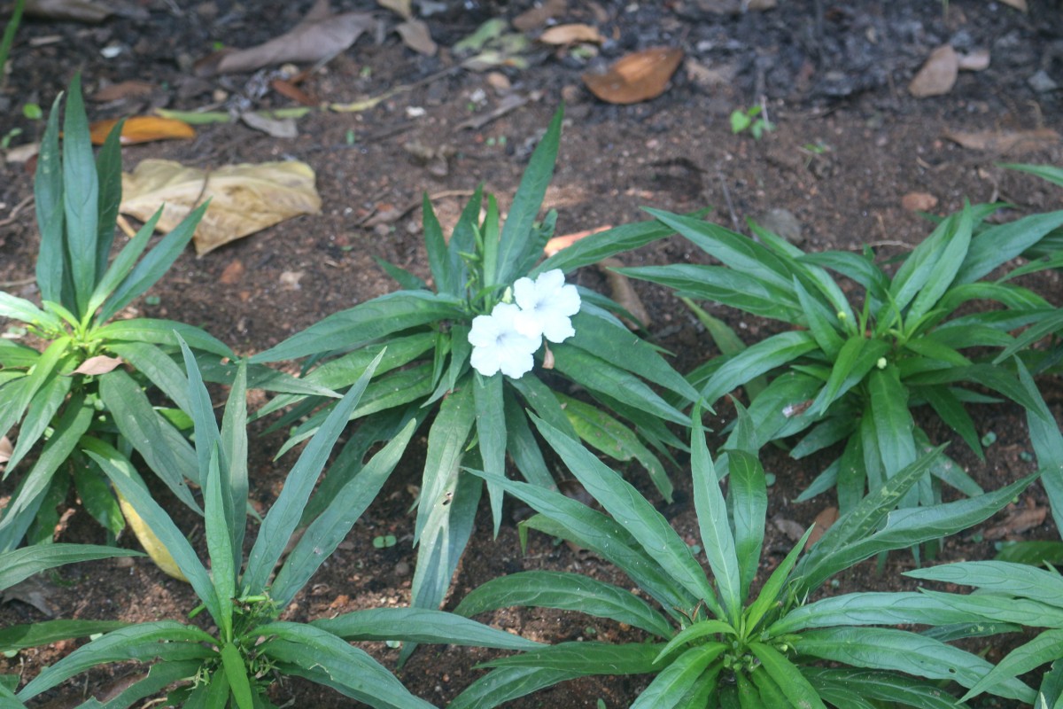 Ruellia simplex C.Wright