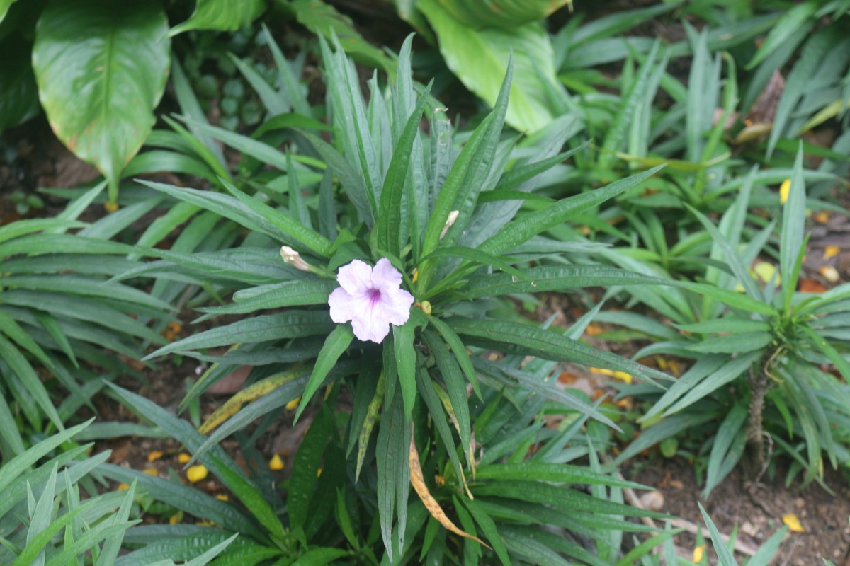 Ruellia simplex C.Wright