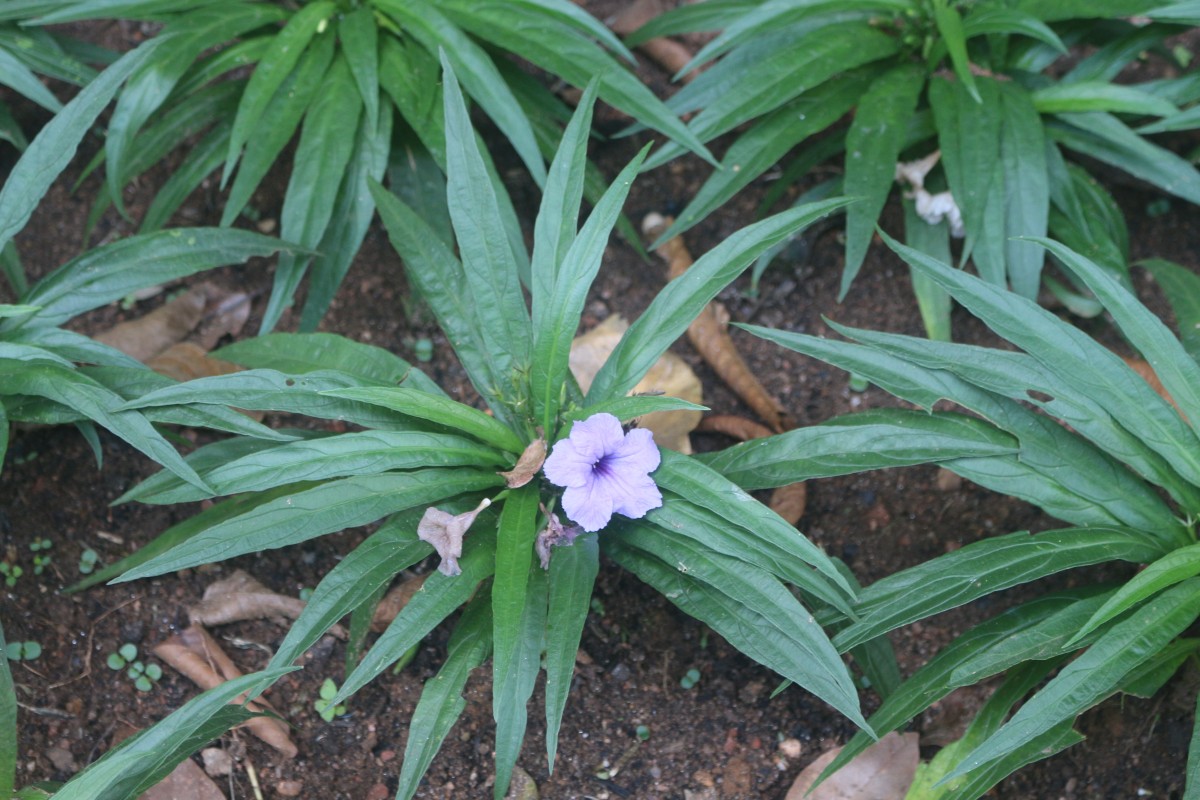 Ruellia simplex C.Wright