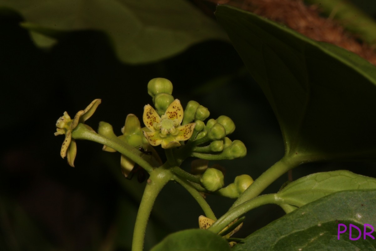 Cosmostigma cordatum (Poir.) M.R.Almeida