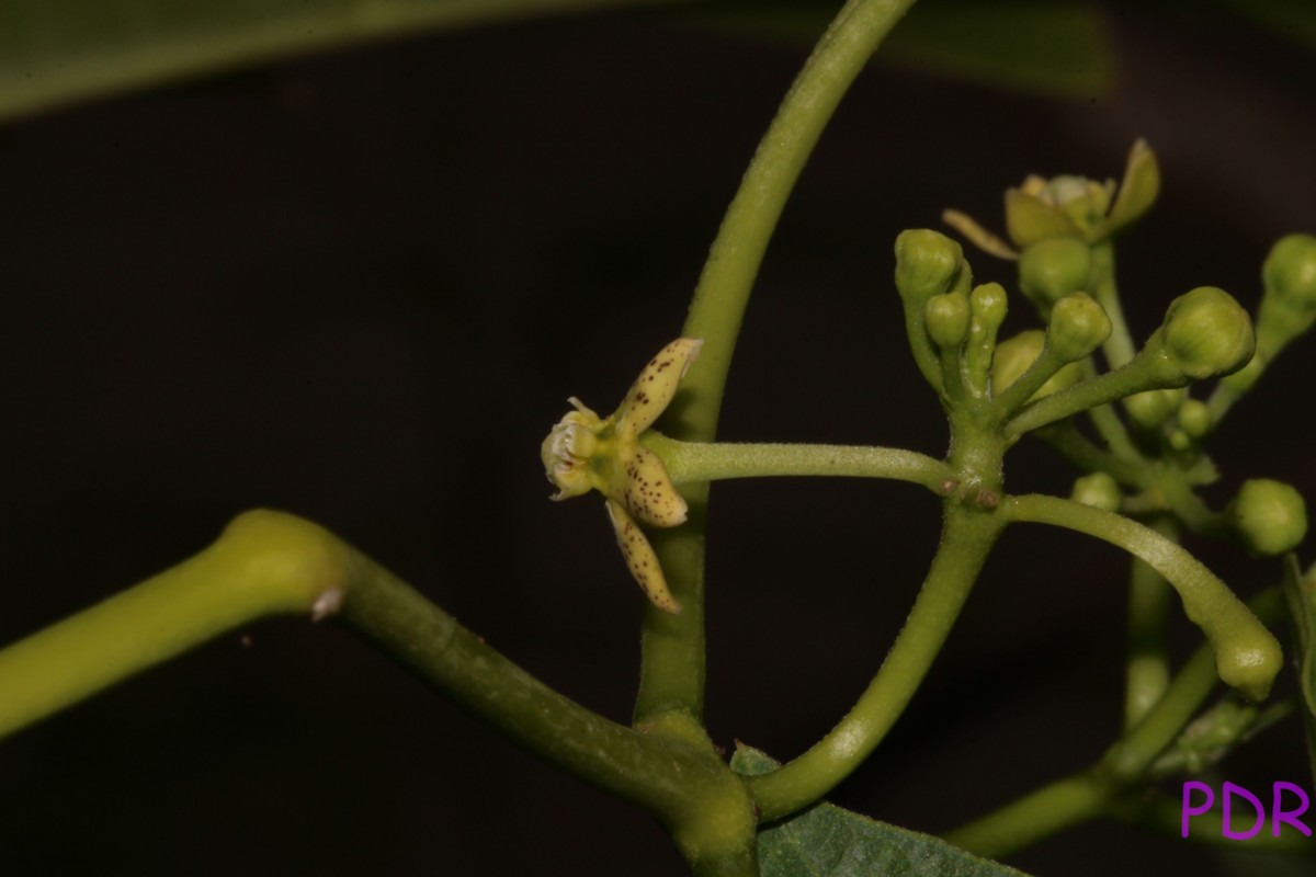 Cosmostigma cordatum (Poir.) M.R.Almeida