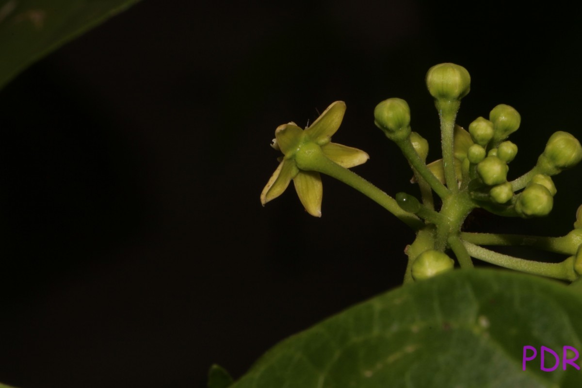 Cosmostigma cordatum (Poir.) M.R.Almeida