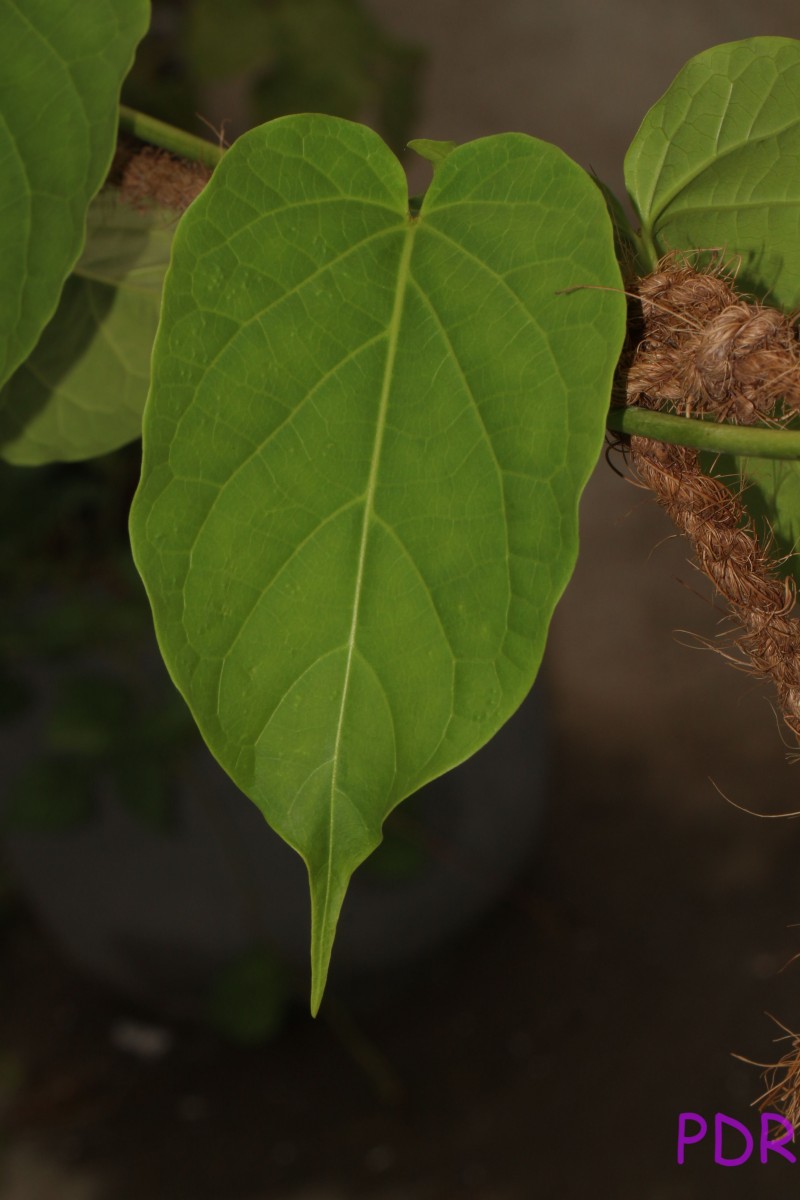 Cosmostigma cordatum (Poir.) M.R.Almeida