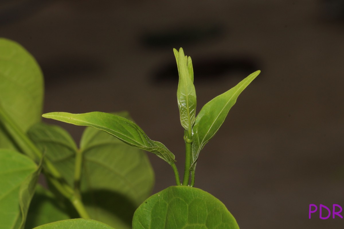 Cosmostigma cordatum (Poir.) M.R.Almeida