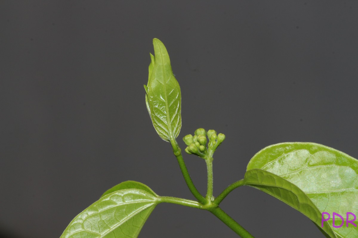 Cosmostigma cordatum (Poir.) M.R.Almeida