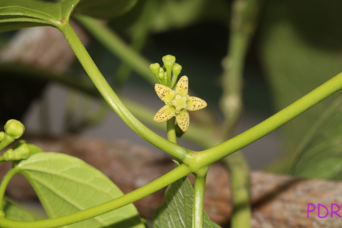 Cosmostigma cordatum (Poir.) M.R.Almeida