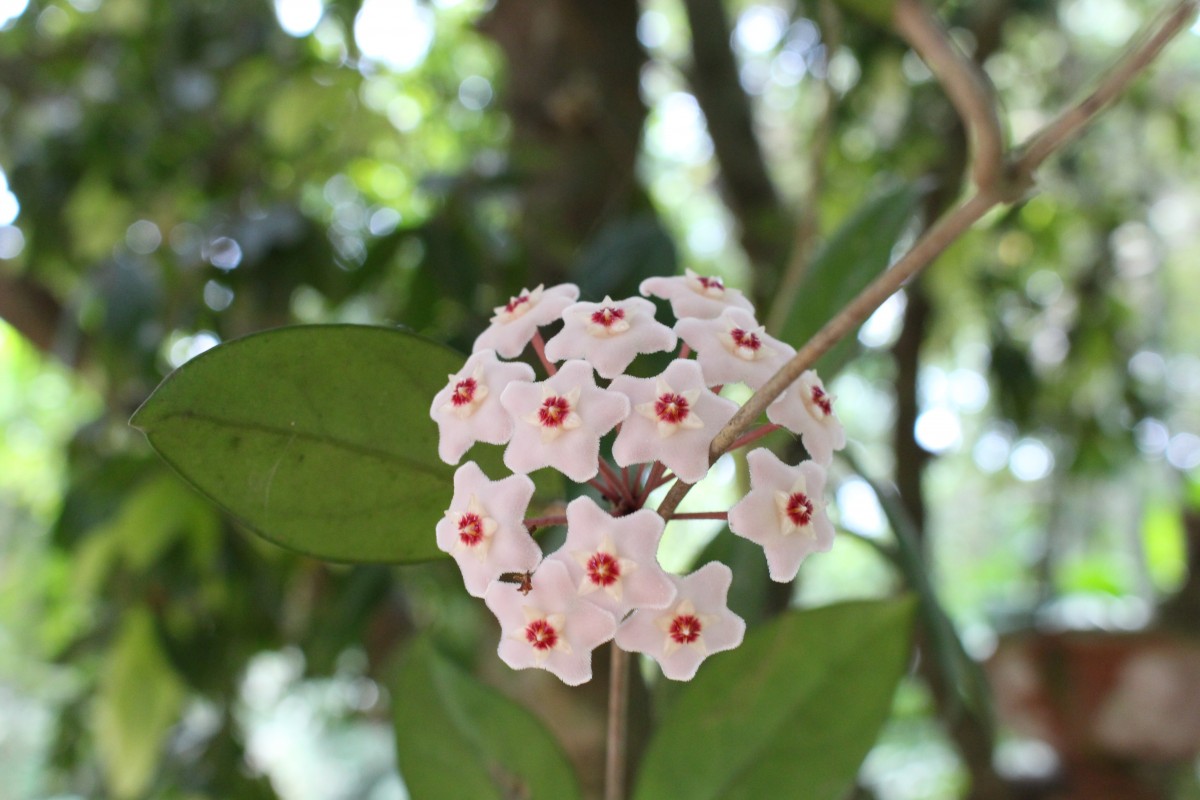 Hoya carnosa (L.f.) R.Br.