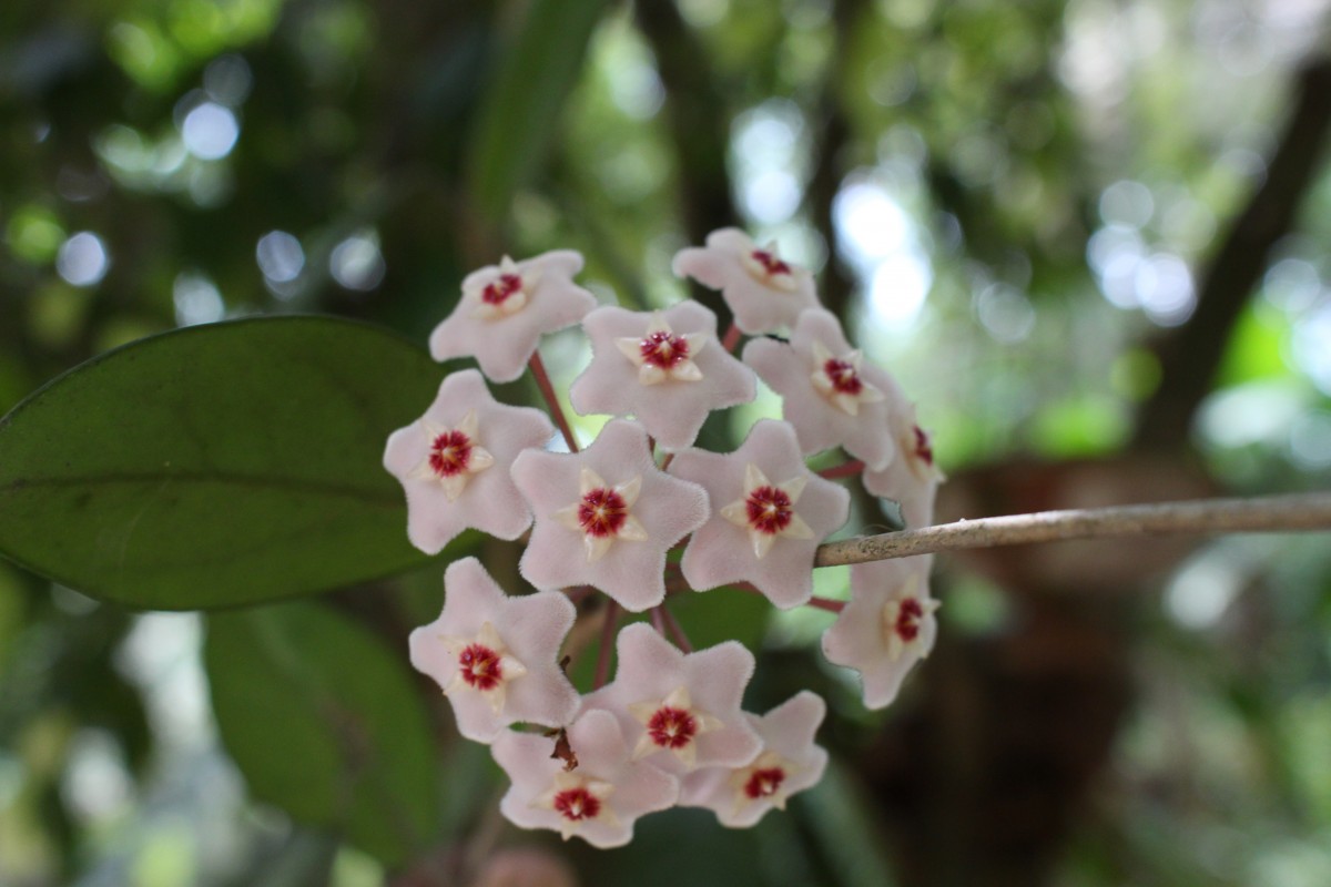 Hoya carnosa (L.f.) R.Br.