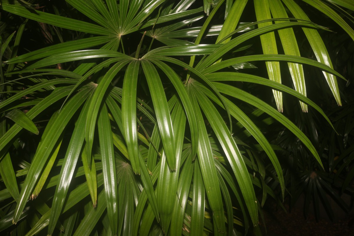 Rhapis excelsa (Thunb.) A.Henry