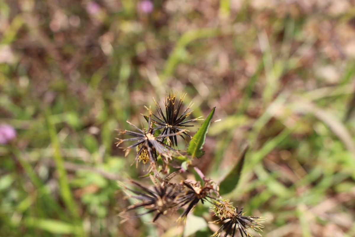 Bidens pilosa L.