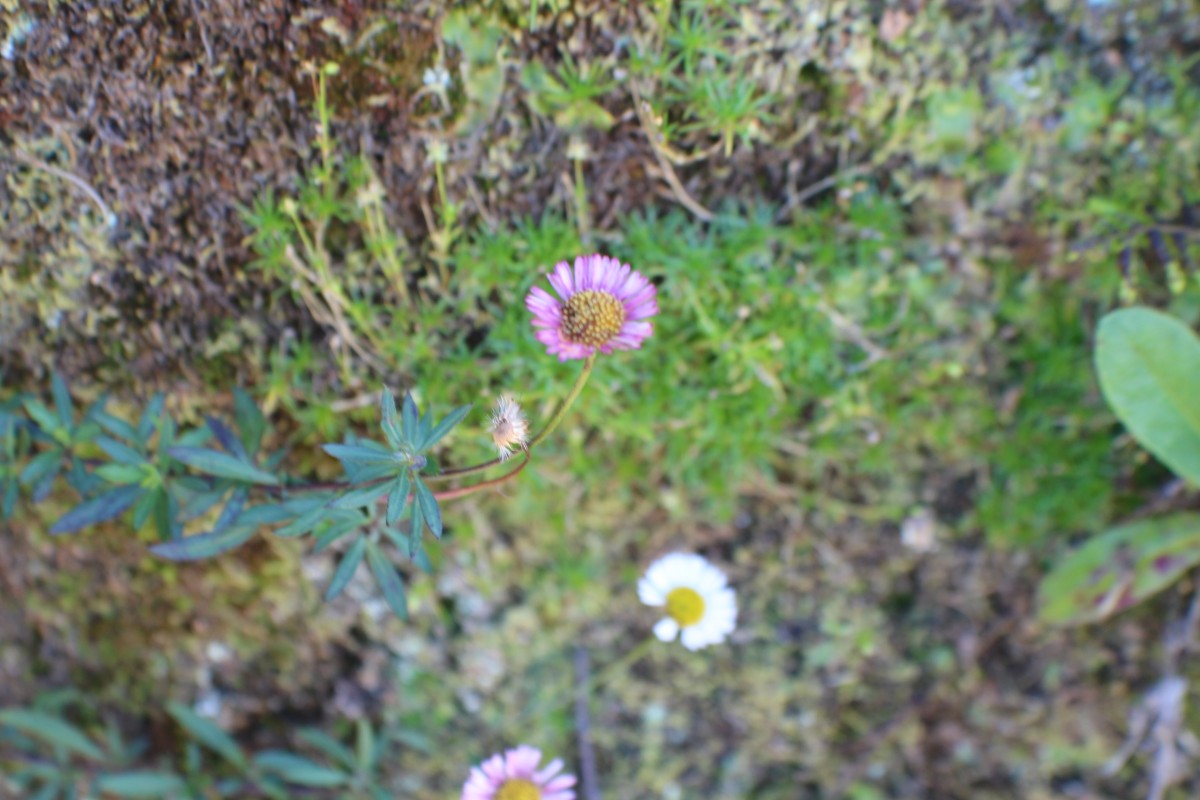 Erigeron karvinskianus DC.