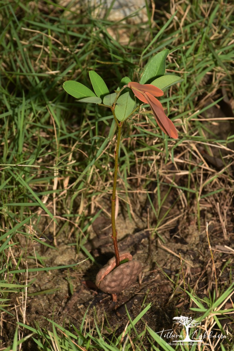 Cynometra iripa Kostel.