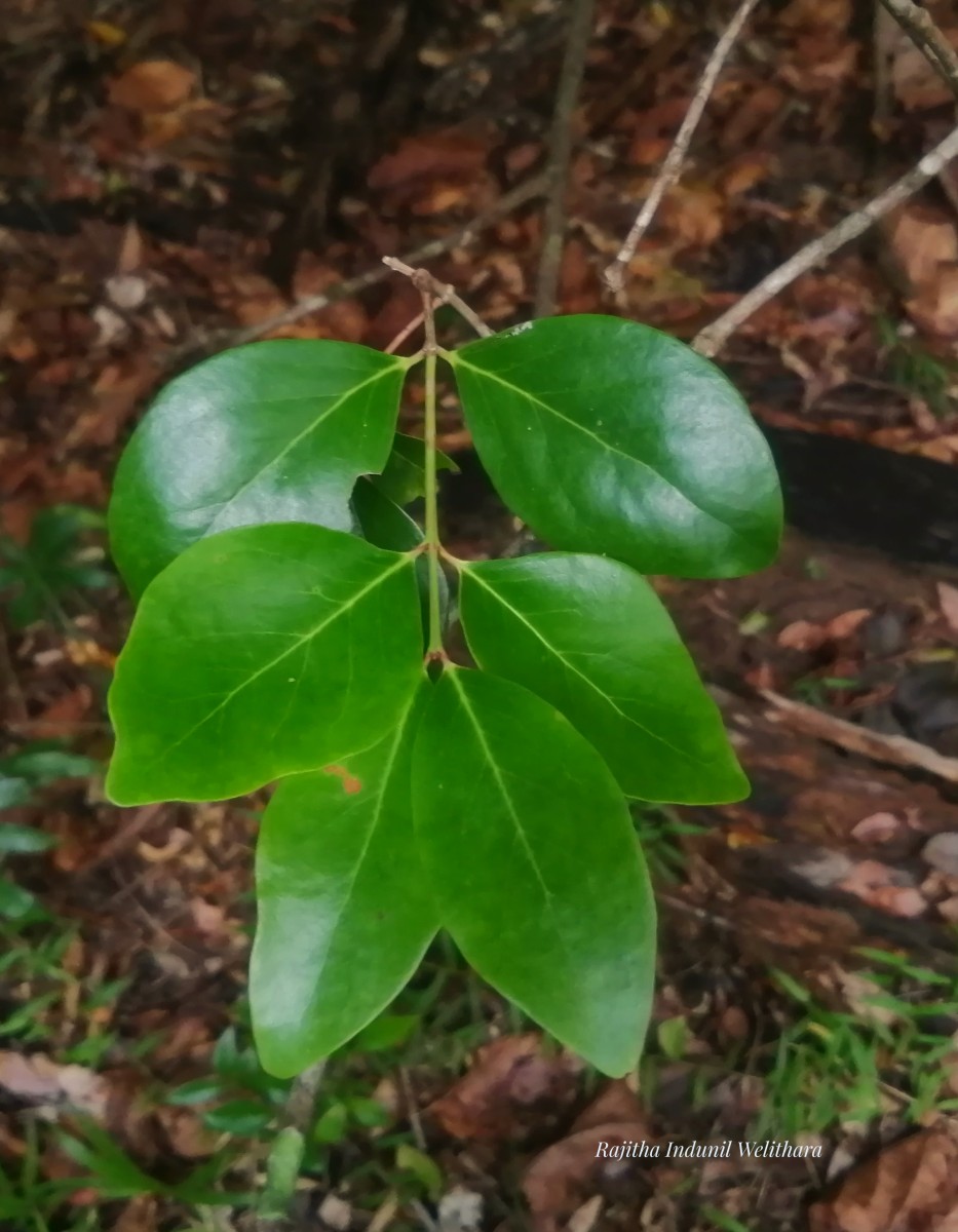 Pleurostylia opposita (Wall.) Alston