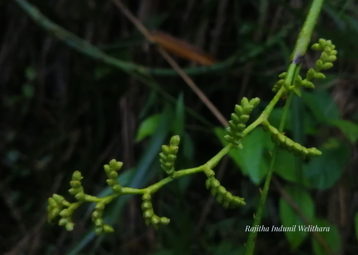 Calamus rotang L.