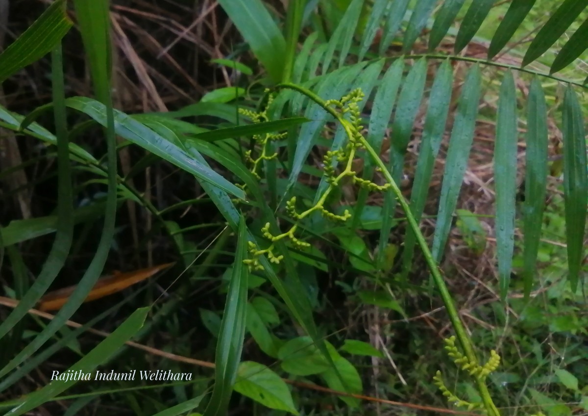 Calamus rotang L.