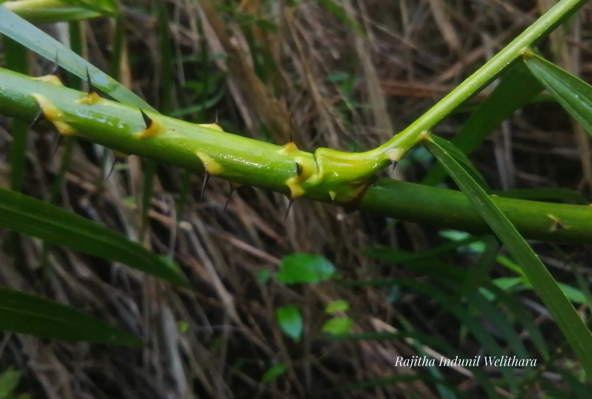 Calamus rotang L.