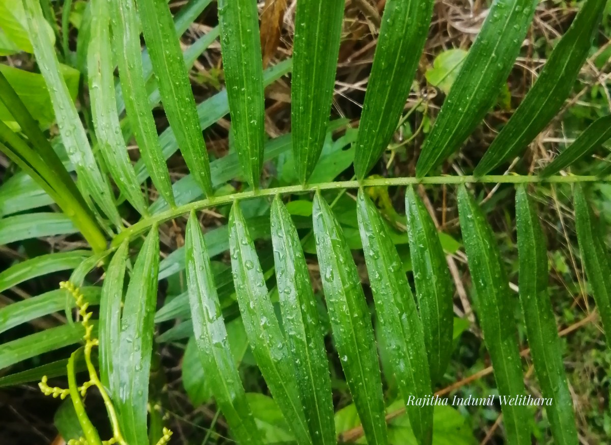 Calamus rotang L.