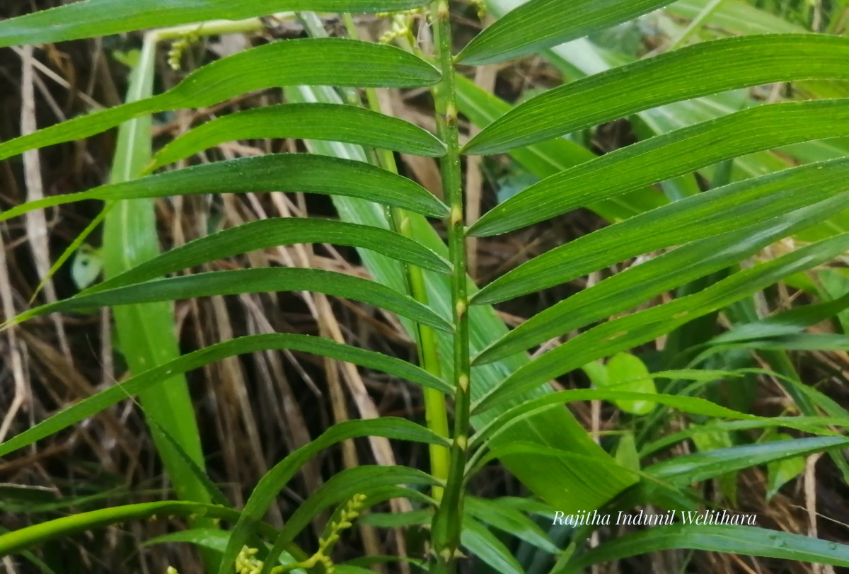 Calamus rotang L.