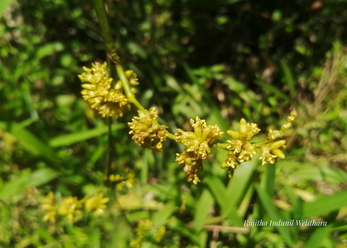 Calamus rotang L.