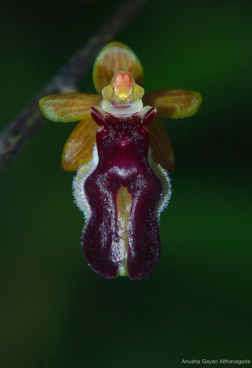 Cottonia peduncularis (Lindl.) Rchb.f.