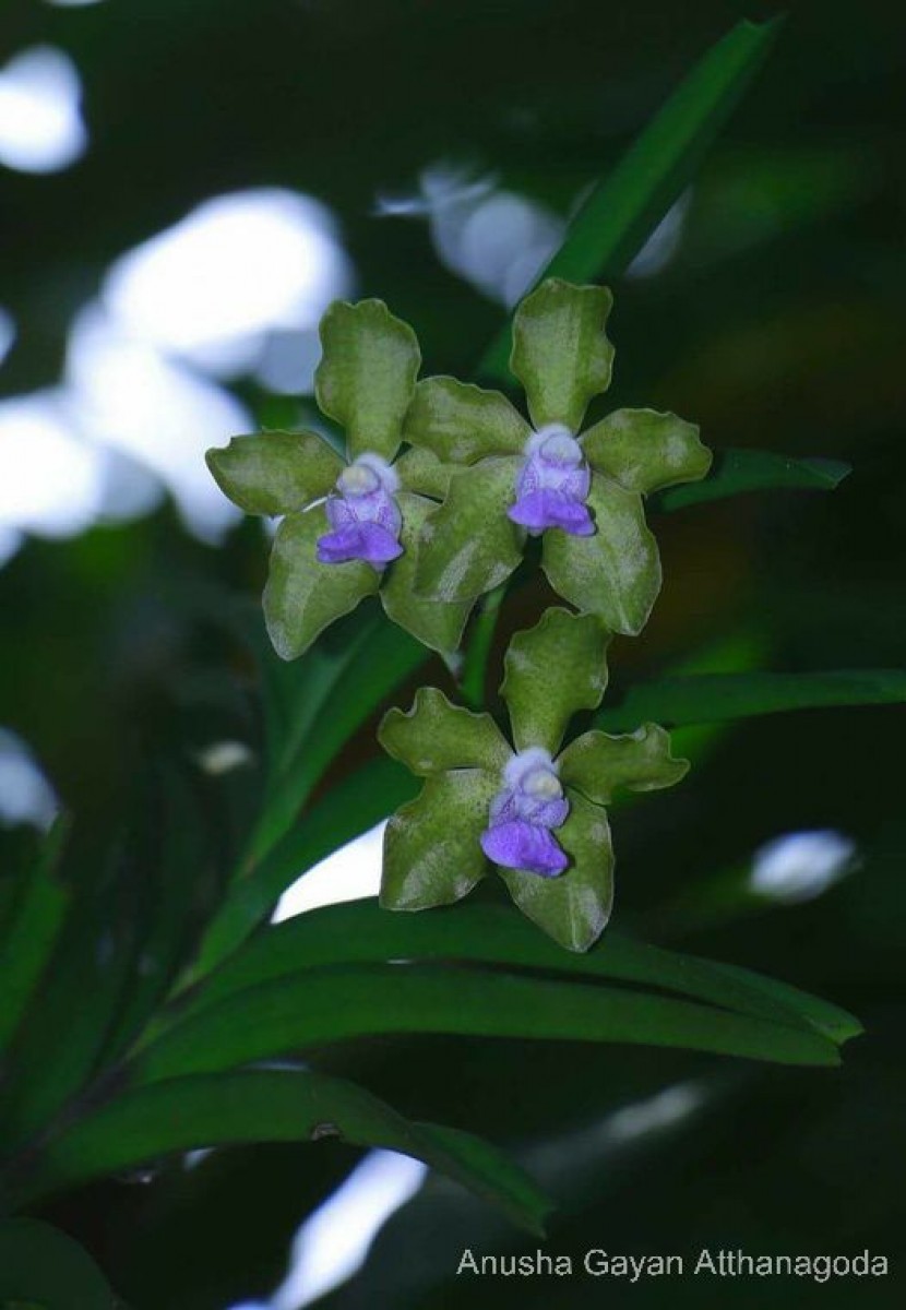 Vanda tessellata (Roxb.) Hook. ex G.Don